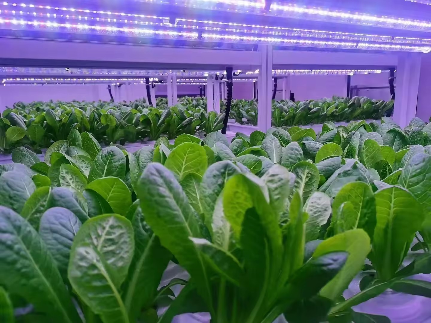 f Greenhouse Agricultural Equi - Hydroponic Tower 评论和价格